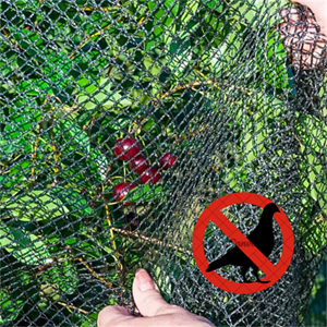 BIRD NET